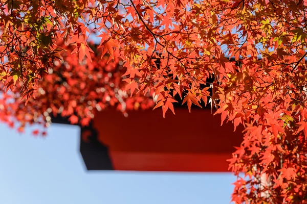 Красный кленовый лист перед Тори в середине осени Japa — стоковое фото