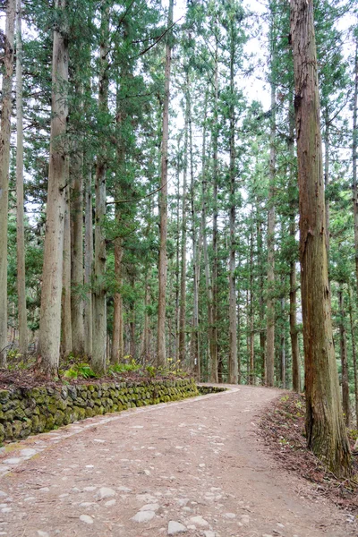 Camino en los frentes de pino — Foto de Stock