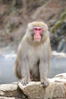 Monkey in a natural onsen in Jigokudani Monkey Park or Snow Monkey, Japan clipart