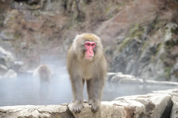 Singe dans un onsen naturel dans Jigokudani Monkey Park ou Snow Monkey, Japon — Photo