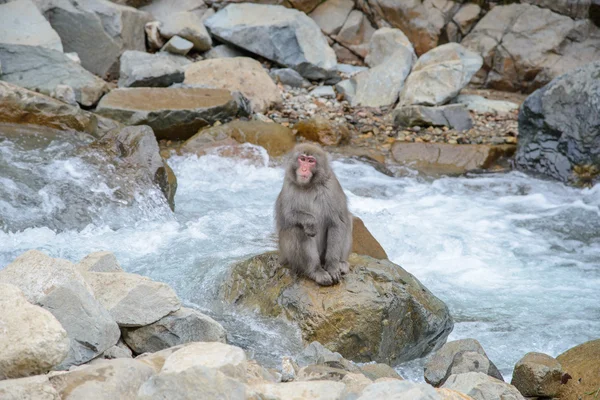 Małpa w naturalne gorące źródła w Jigokudani Monkey Park lub Snow Monkey, Japonia — Zdjęcie stockowe