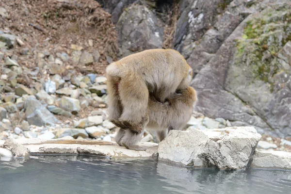 Singe dans un onsen naturel dans Jigokudani Monkey Park ou Snow Monkey, Japon — Photo