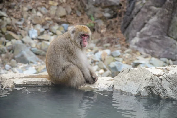 Monkey in a natural onsen in Jigokudani Monkey Park or Snow Monkey, Japan — Stock Photo, Image