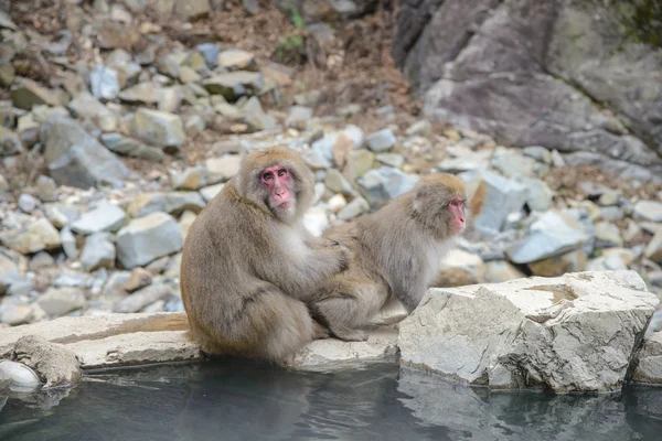 Małpa w naturalne gorące źródła w Jigokudani Monkey Park lub Snow Monkey, Japonia — Zdjęcie stockowe