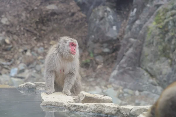 Macaco em um onsen natural em Jigokudani Monkey Park ou Snow Monkey, Japão — Fotografia de Stock