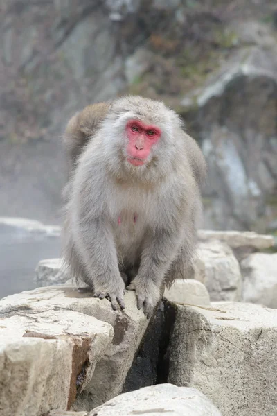 Monkey in a natural onsen in Jigokudani Monkey Park or Snow Monkey, Japan — Stock Photo, Image