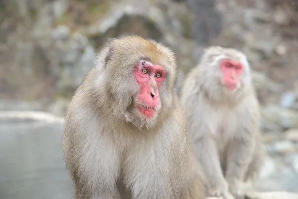 Monkey in a natural onsen in Jigokudani Monkey Park or Snow Monkey, Japan — Stock Photo, Image