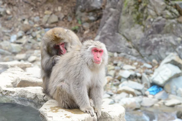 Monkey in Jigokudani Monkey Park or Snow Monkey — Stock Photo, Image