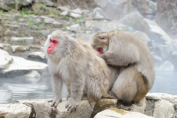 Monkey in Jigokudani Monkey Park or Snow Monkey — Stock Photo, Image