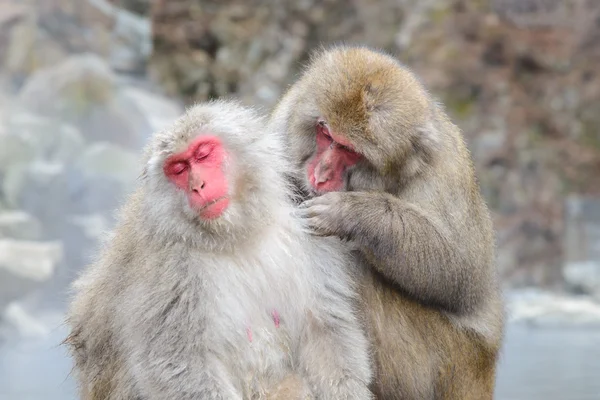 Singe dans Jigokudani Monkey Park ou Snow Monkey — Photo