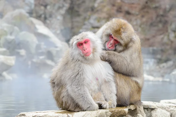 Maymun Jigokudani maymun Park veya kar maymun