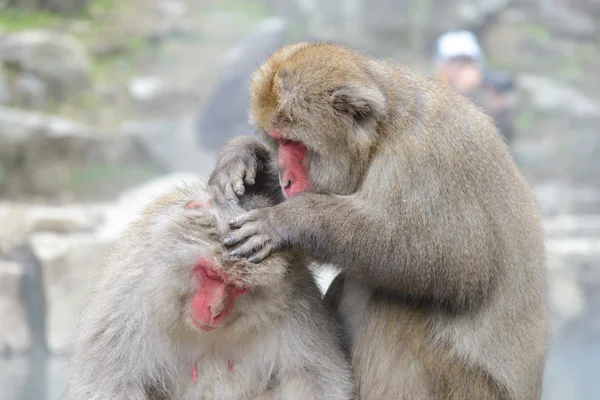 Обезьяна в парке обезьян Джигокудани или Снежная обезьяна — стоковое фото
