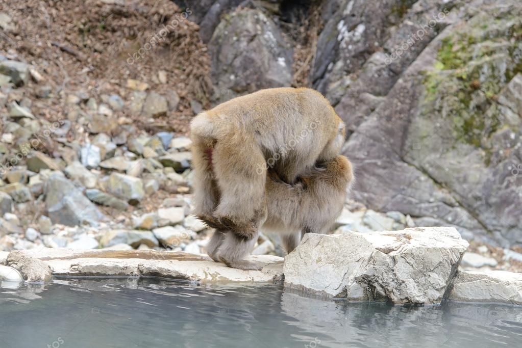 Monkey in a natural onsen in Jigokudani Monkey Park or Snow Monkey