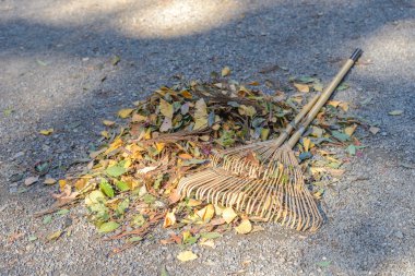 sonbahar sezonu yığın yapraklarda ormanlık fan komisyon
