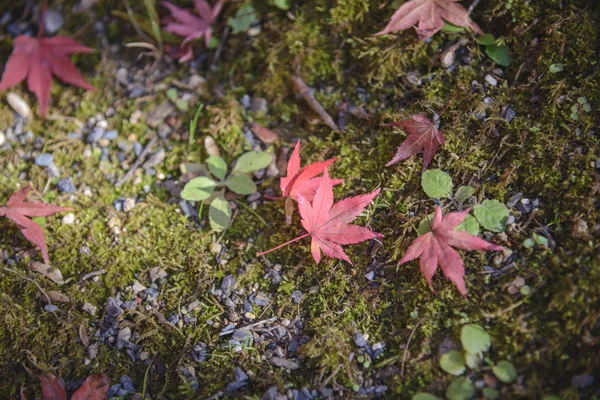 녹색 Mos에 빨강 단풍 잎 — 스톡 사진