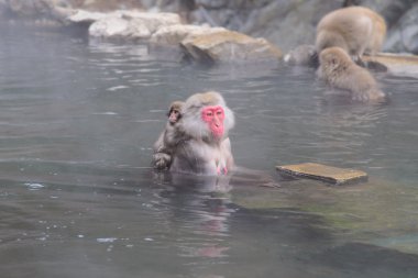 Jigokudani Mo içinde yer alan maymun doğal onsen (kaplıca),