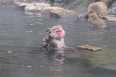 Monkey in a natural onsen (hot spring), located in Jigokudani Mo clipart