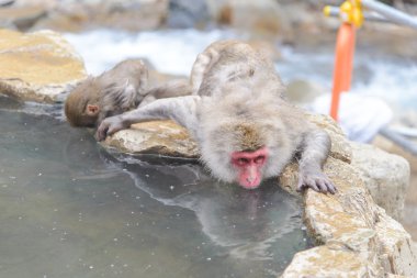 Jigokudani Mo içinde yer alan maymun doğal onsen (kaplıca),