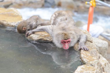 Monkey in a natural onsen (hot spring), located in Jigokudani Mo clipart