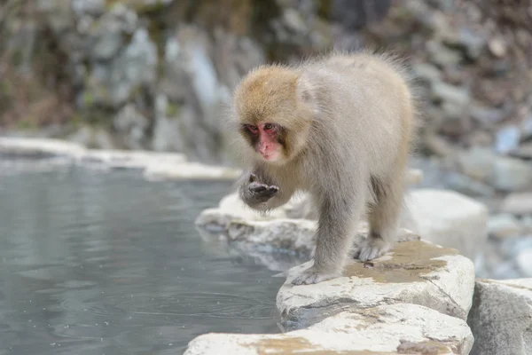 Monkey in a natural onsen (hot spring), located in Jigokudani Mo — Stock Photo, Image