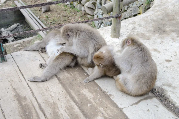Macaco em Jigokudani Monkey Park ou Snow Monkey, arrumando — Fotografia de Stock
