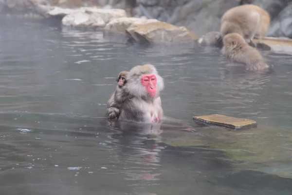 Monkey in a natural onsen (hot spring), located in Jigokudani Mo — Stock Photo, Image