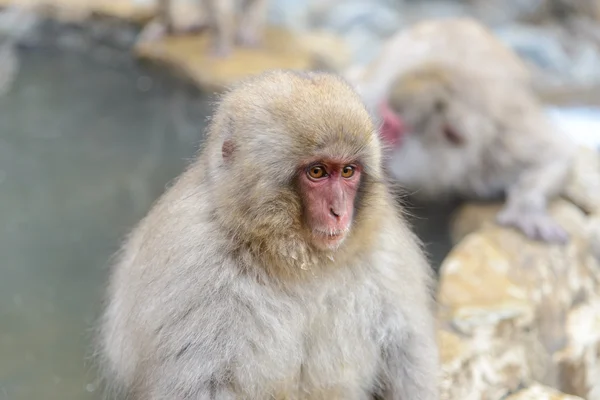 Monkey in a natural onsen (hot spring), located in Jigokudani Mo — Stock Photo, Image