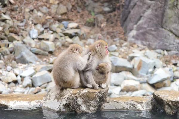 Обезьяна в обезьяньем парке Джигокуи или Снежная обезьяна, груминг — стоковое фото