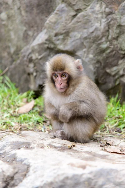 Małpa w naturalnych onsen (hot spring), położony w Jigokudani Mo — Zdjęcie stockowe