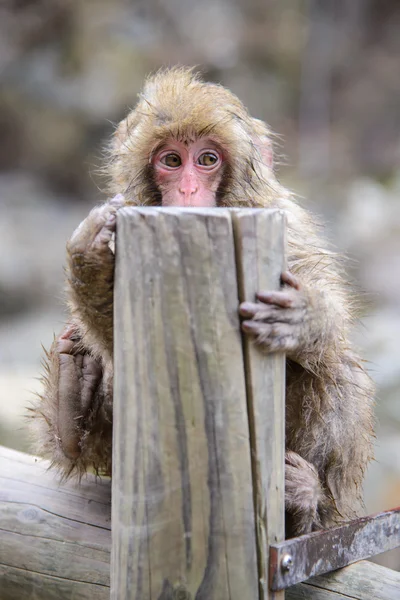 Μαϊμού σε ένα φυσικό onsen (καυτό ελατήριο), που βρίσκεται στο Jigokudani Mo — Φωτογραφία Αρχείου