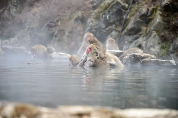 Monkey in a natural onsen (hot spring), located in Jigokudani Mo — Stock Photo, Image