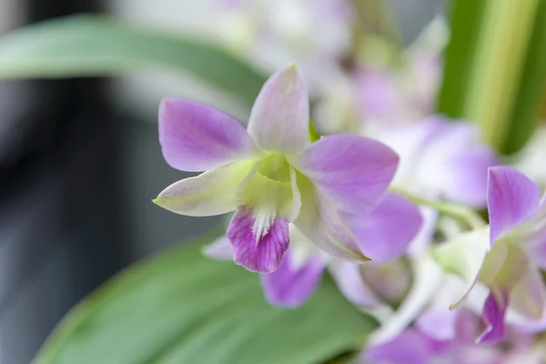 Close up of orchid flower — Stock Photo, Image