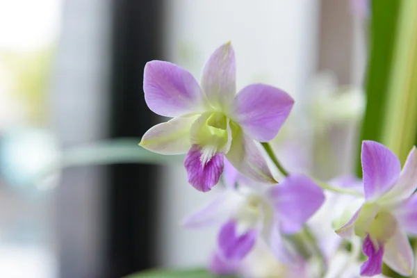 Close up of orchid flower — Stock Photo, Image