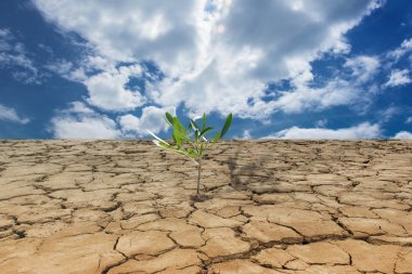 havada - kırık grou kuraklık karada büyüyen genç bitki