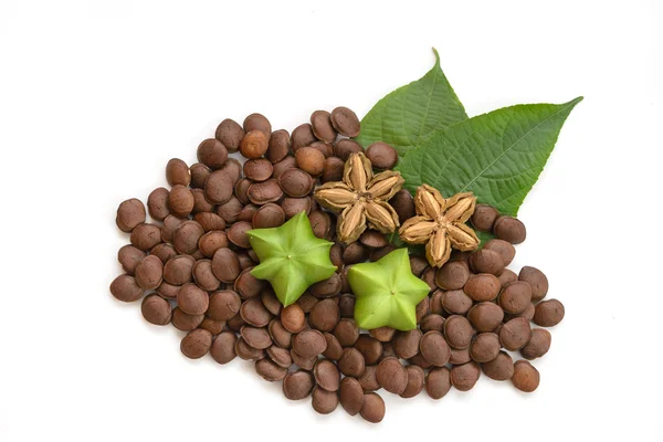 Plukenetia volubilis, sacha fıstık veya sacha InChI (taze, drie