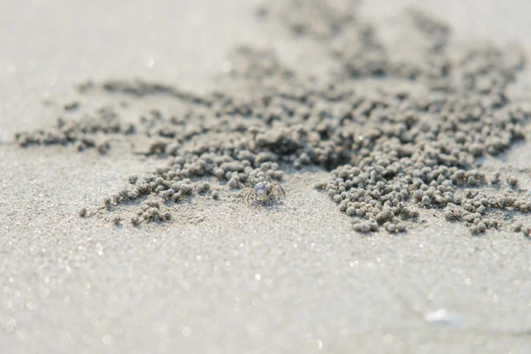 Closeup krab in de buurt van zand waskolf krab gat — Stockfoto