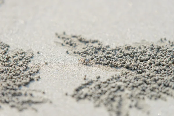 Nahaufnahme Krabbe in der Nähe von Sand Bubbler Krabbenloch — Stockfoto