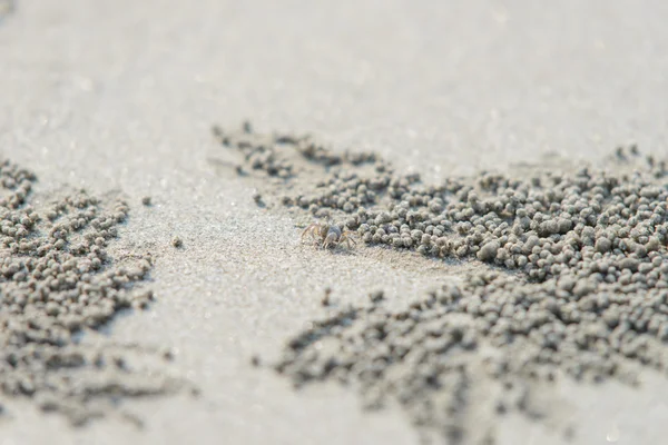 Closeup krab in de buurt van zand waskolf krab gat — Stockfoto