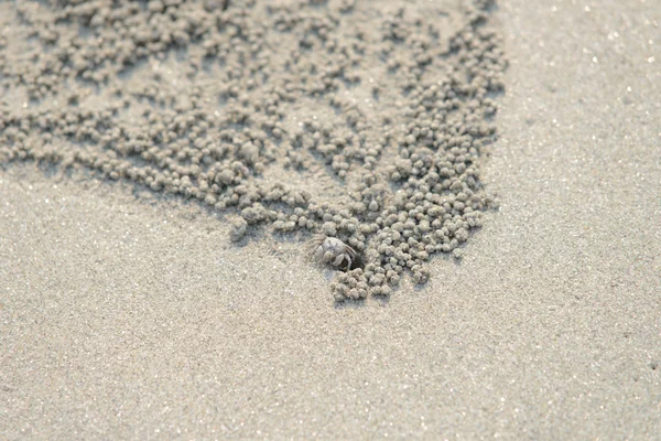 Cangrejo de cerca cerca del agujero del cangrejo burbujeador de arena —  Fotos de Stock