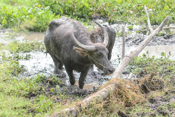 Tailandés búfalo en lodo —  Fotos de Stock