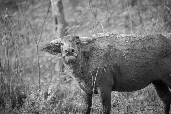 Búfalo tailandés en natural — Foto de Stock