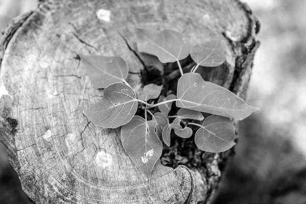 Bovenaanzicht van het nieuwe leven plant groeit op boomstronk — Stockfoto