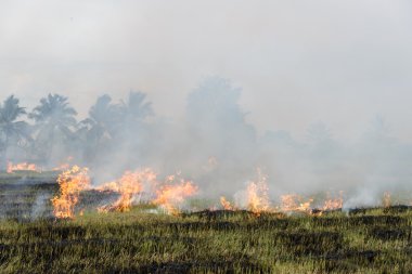 Hasat tamamlandığında saman anız çiftçiler yakma. küresel ısınma bir başka nedeni