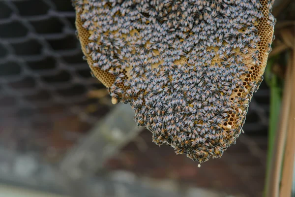 Pszczoły na honeycom — Zdjęcie stockowe