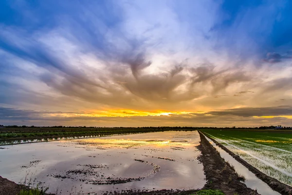 Tempo de crepúsculo na preparação de terras para plantio no campo de arroz — Fotografia de Stock