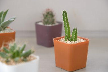 Küçük kaktüs bitki saksı ahşap tablo