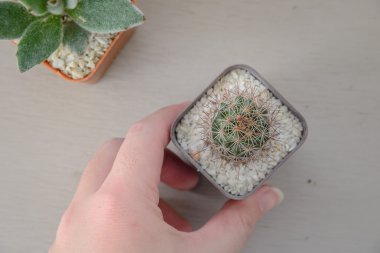 Ahşap masa üzerinde saksının içinde küçük kaktüs bitkinin Üstten Görünüm