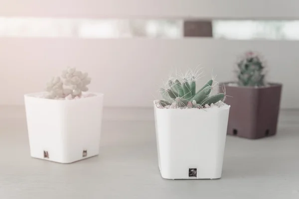 Pieni kaktus kasvi kukkaruukku puinen pöytä — kuvapankkivalokuva