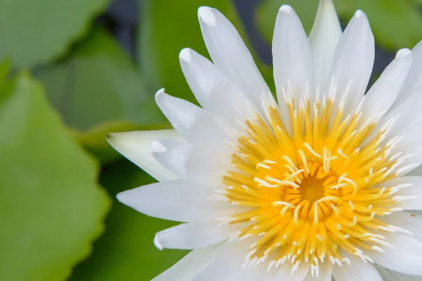 Close-up mekar bunga teratai putih — Stok Foto