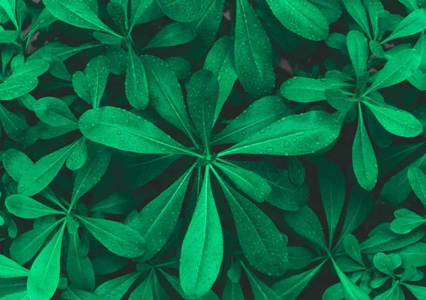 Top View Dark Green Tropical Leaves Raindrop Creative Layout Made — Stock Photo, Image